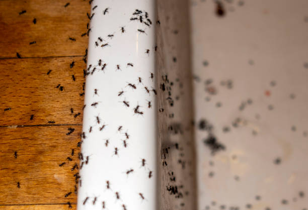 Best Affordable Pest Control Services  in Martinsville, NJ