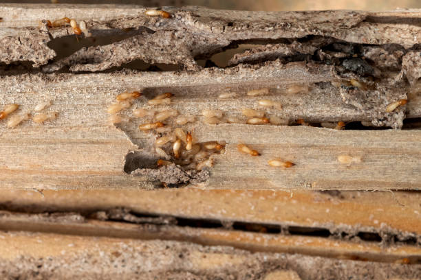 Best Emergency Pest Control  in Martinsville, NJ