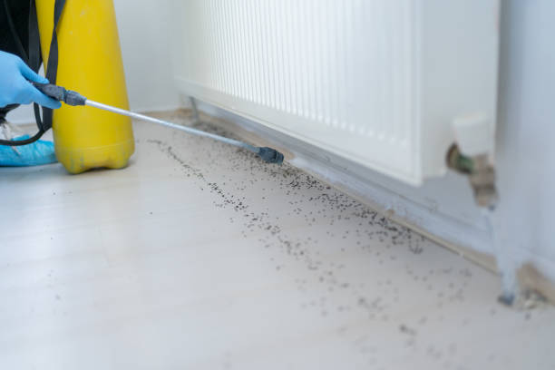 Best Rat Extermination Near Me  in Martinsville, NJ